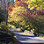 Autumn Walk