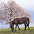 Horse in Bloom